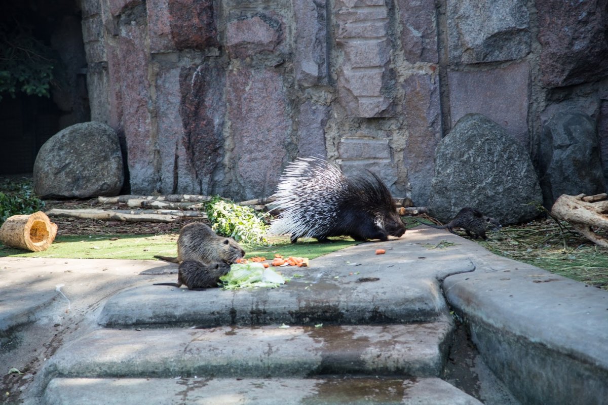 Барсук в Московском зоопарке
