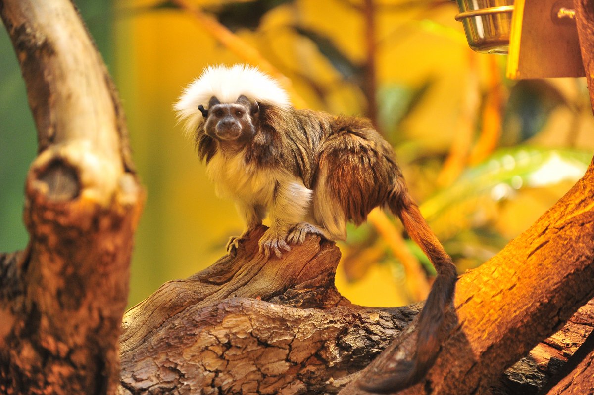 Московский зоопарк животные из сказок