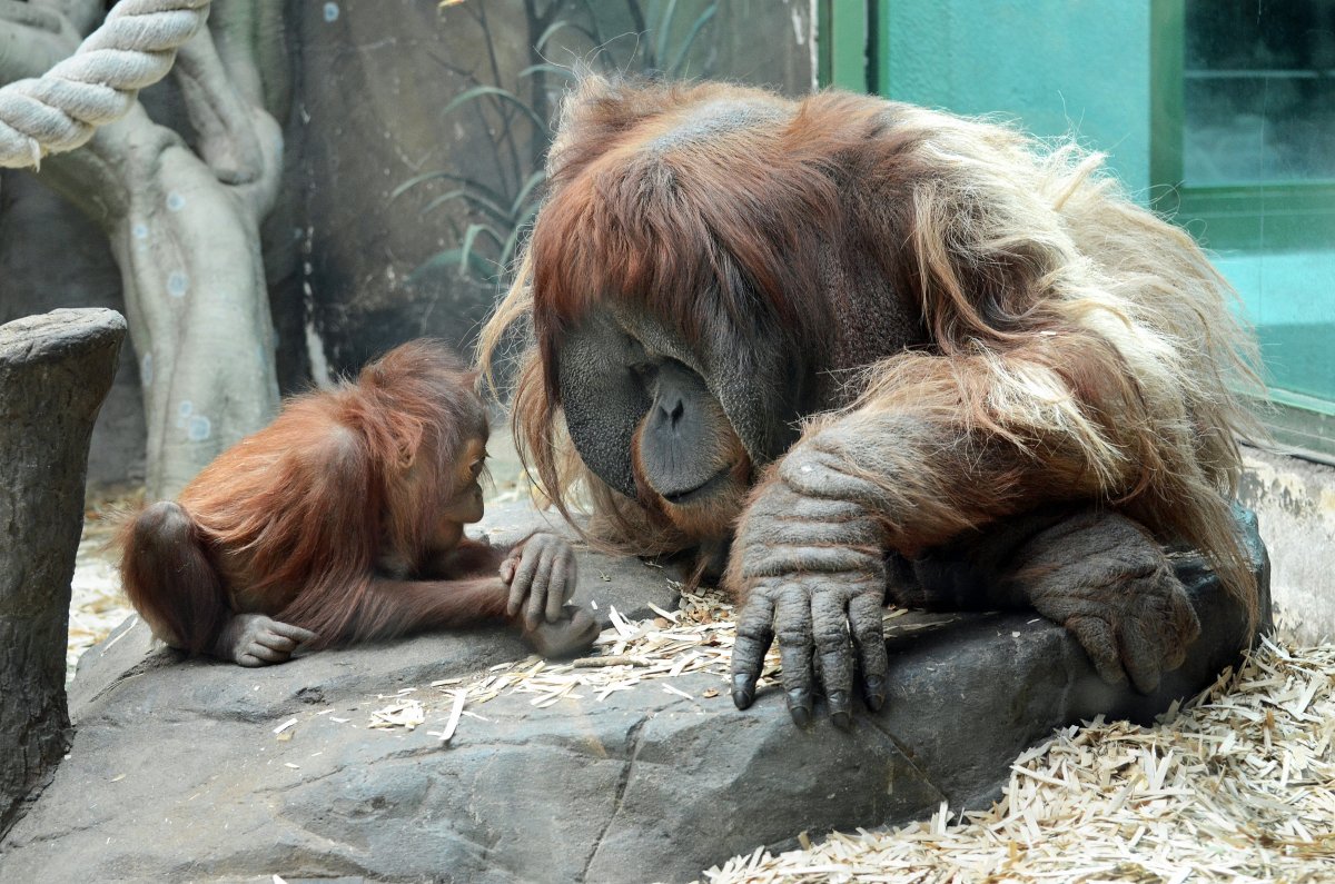 Животные зоопарка