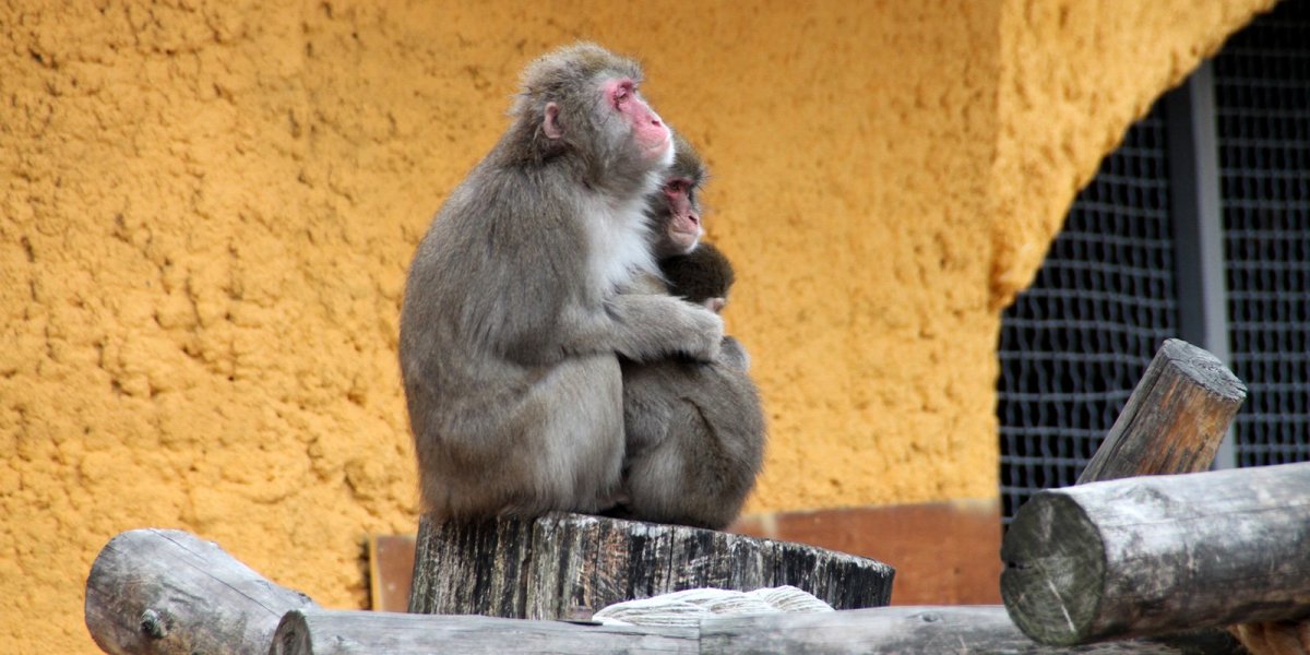 Павильон приматы в Московском зоопарке