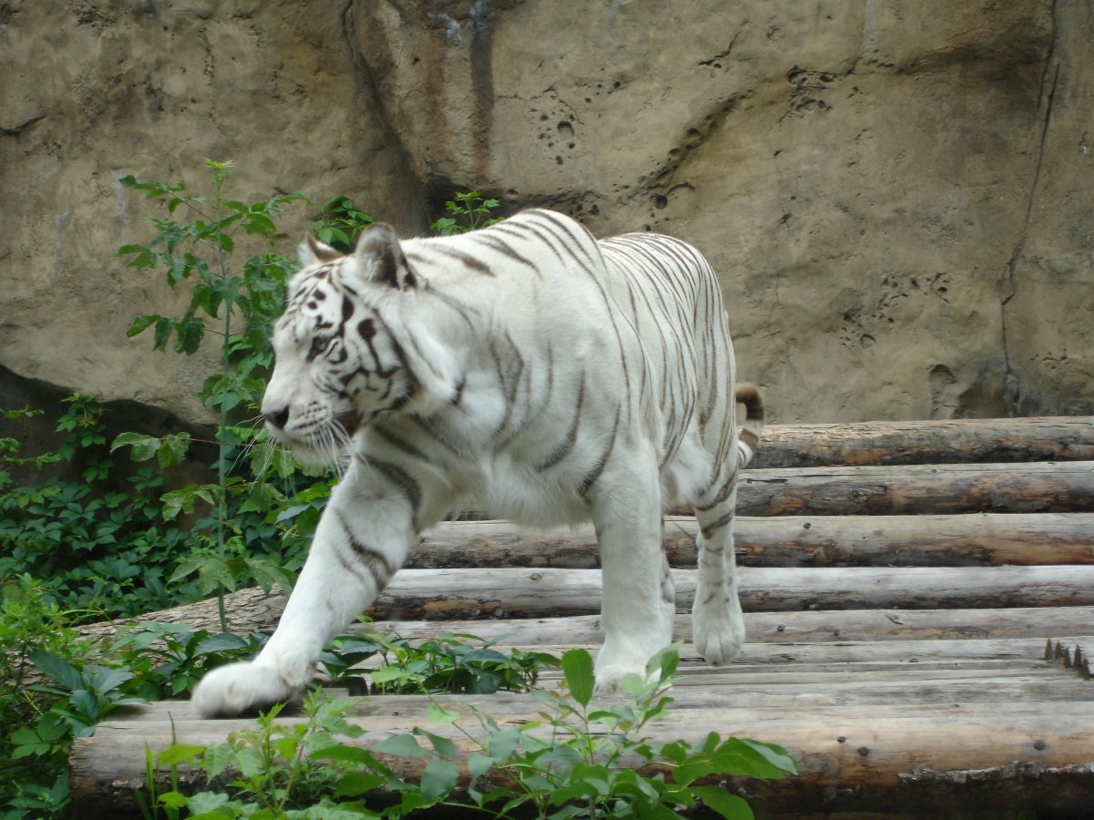 Московский зоопарк