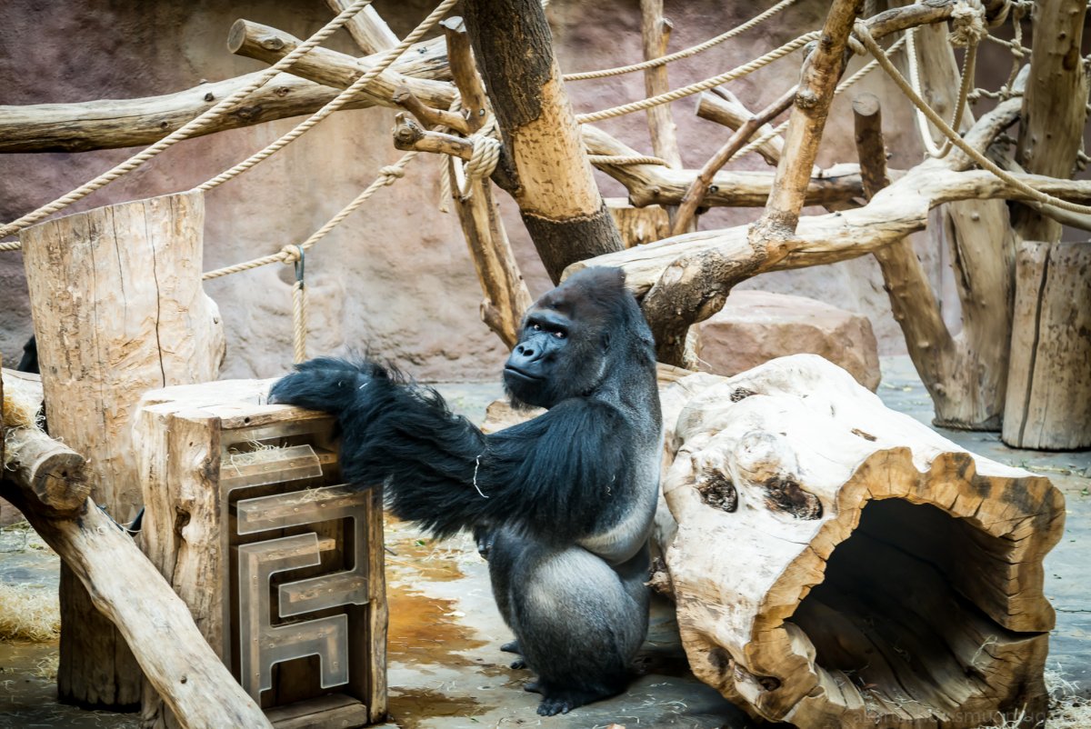 Московский зоопарк обезьяны вольер