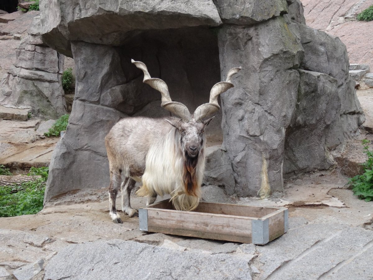 Московский зоопарк Винторогий