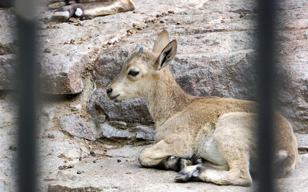 Звери зоопарка Москвы