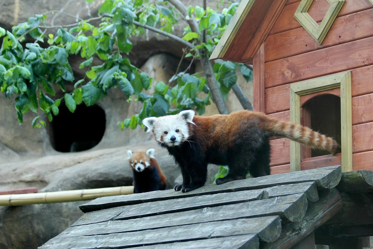 Московский зоопарк зоопарк