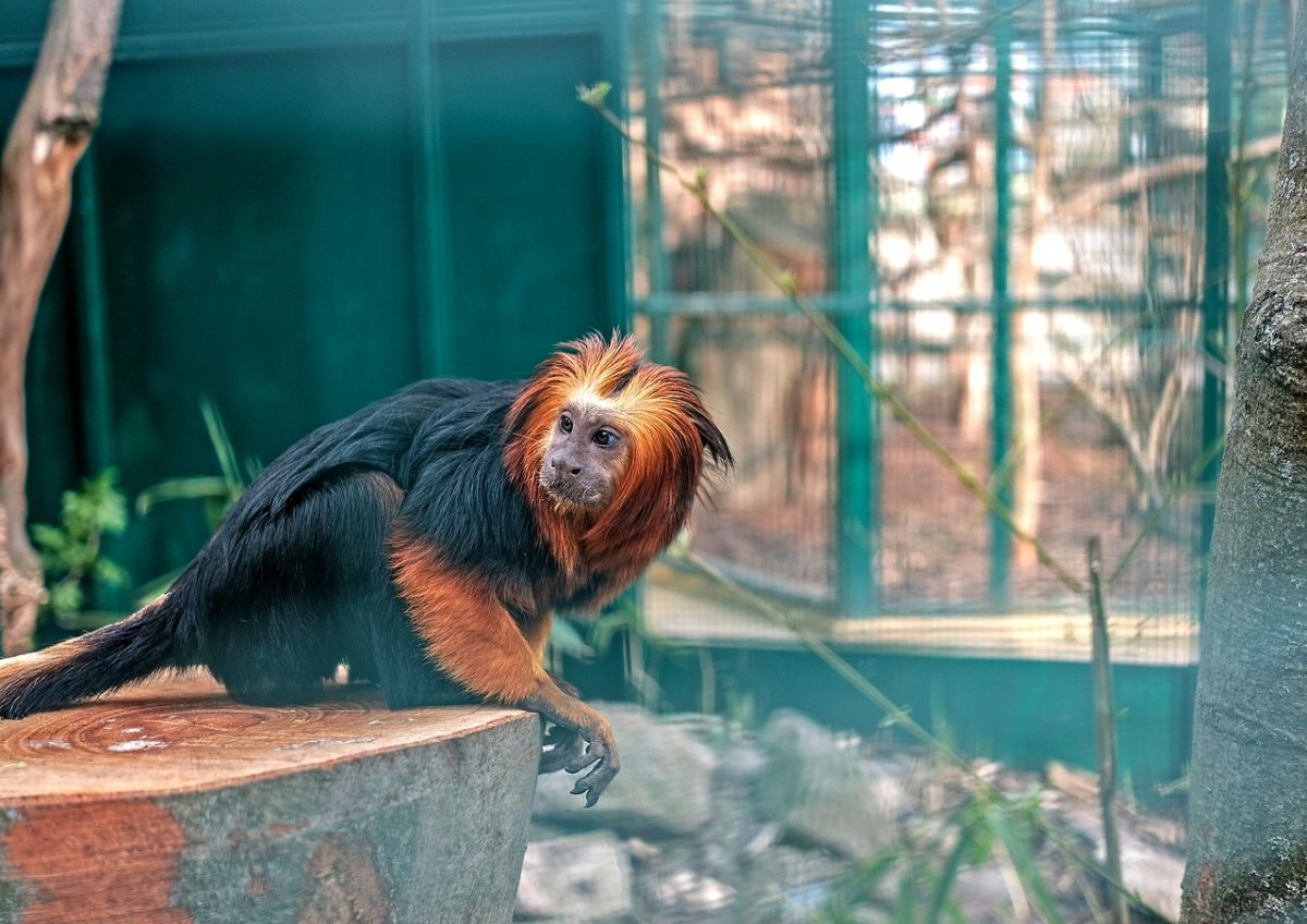 Редкие животные Московского зоопарка