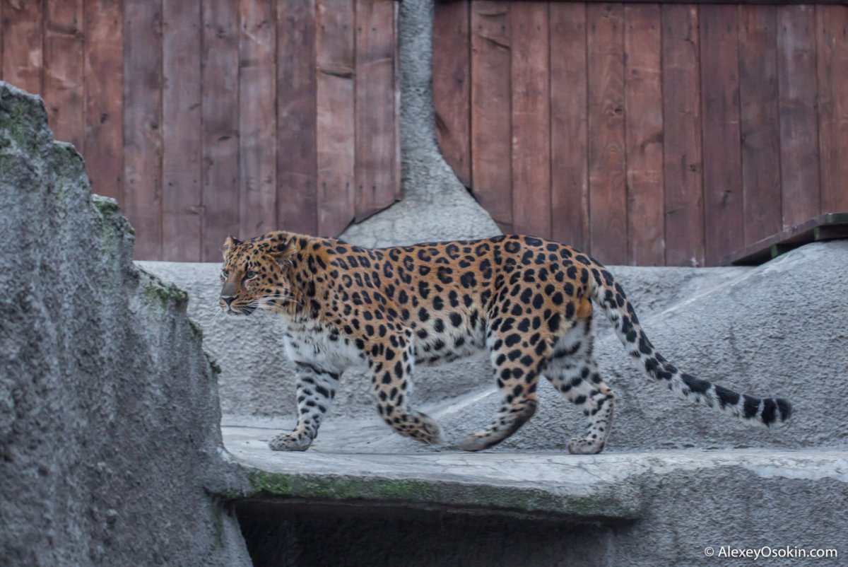 Звери зоопарка Москвы