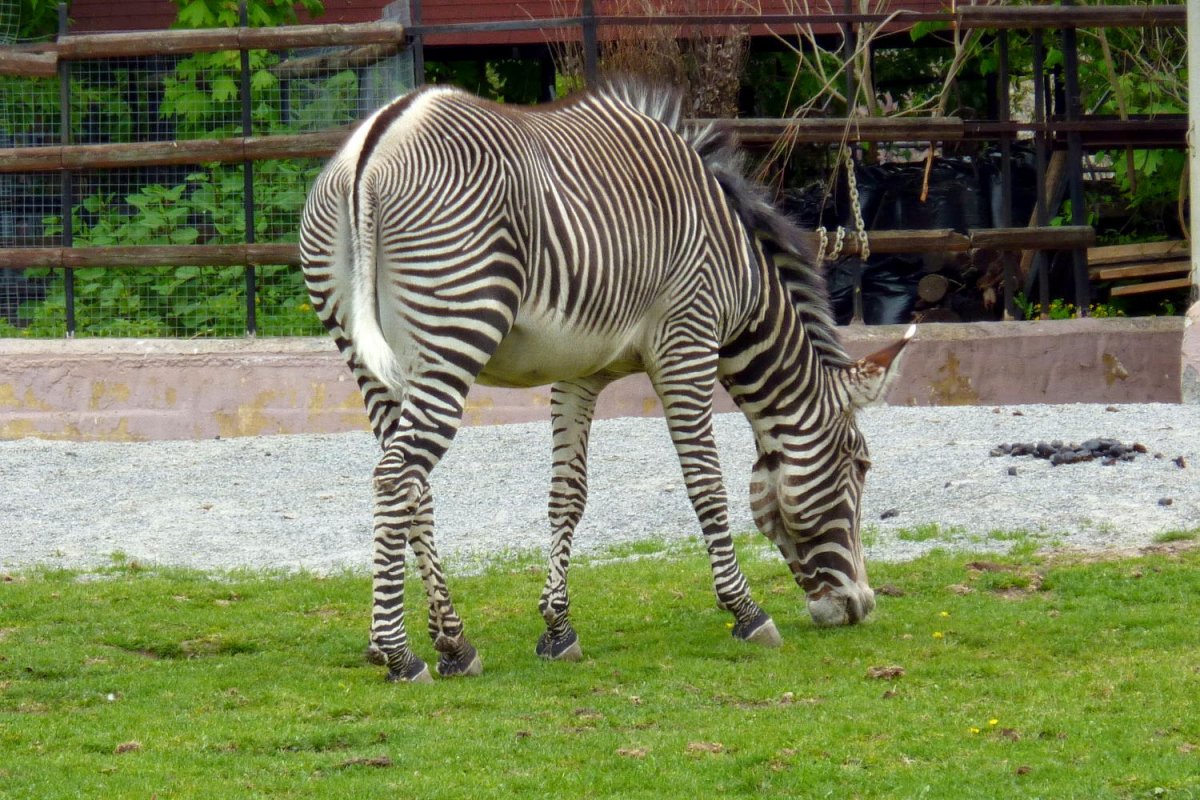 Московский зоопарк млекопитающие