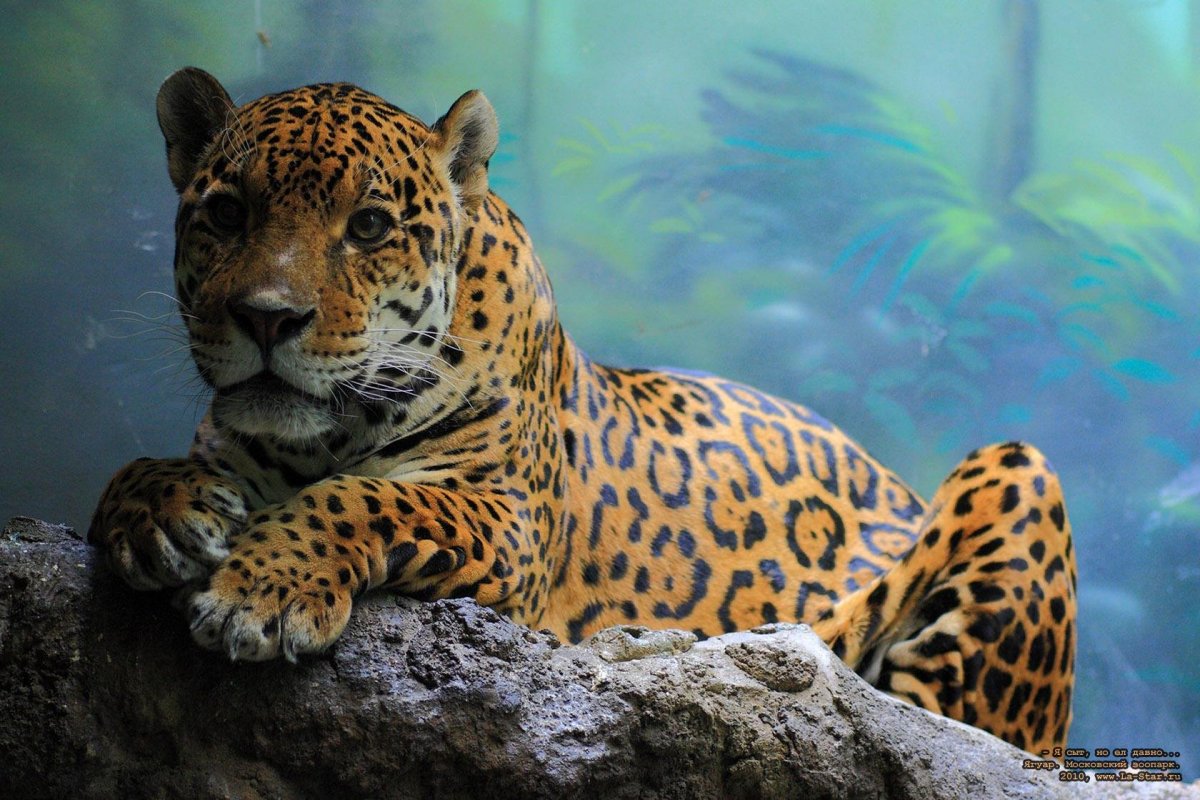 Ягуар в Московском зоопарке
