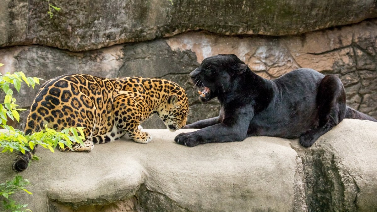 Леопард Ягуар пантера