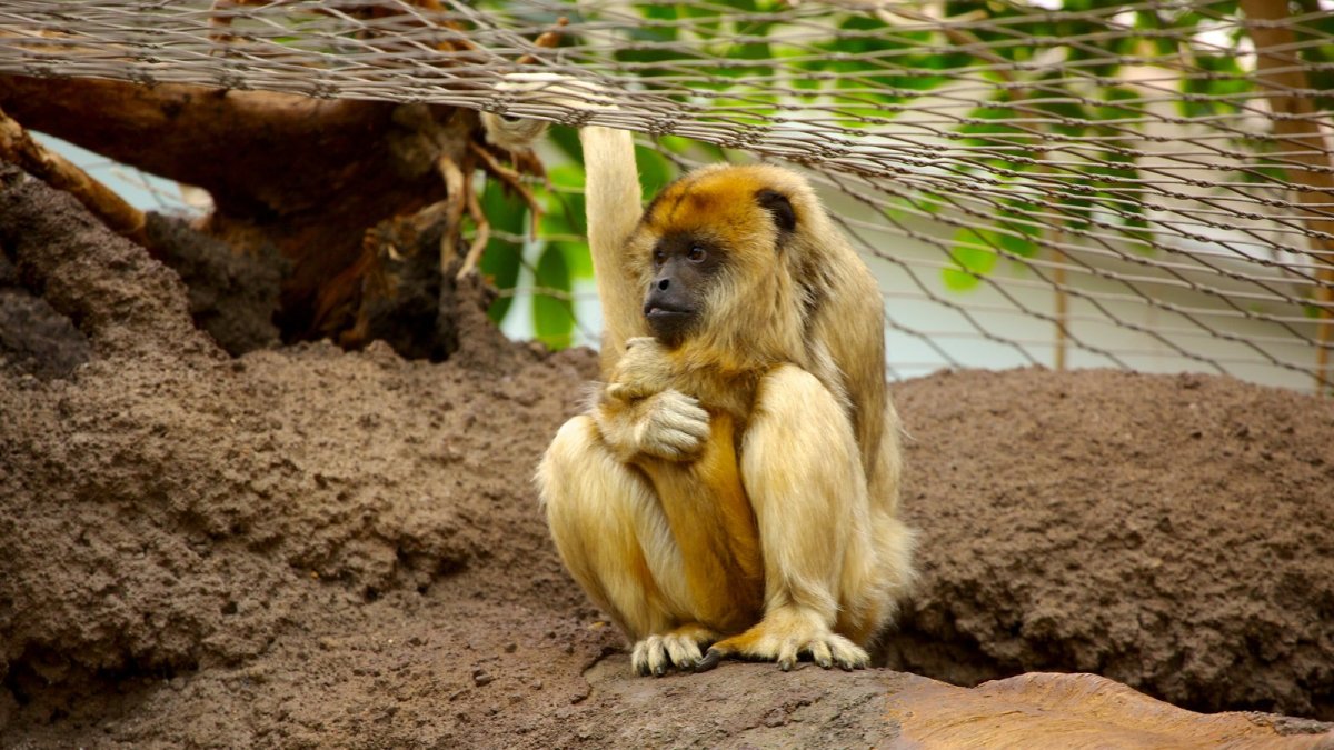 Московский зоопарк Каскавелла