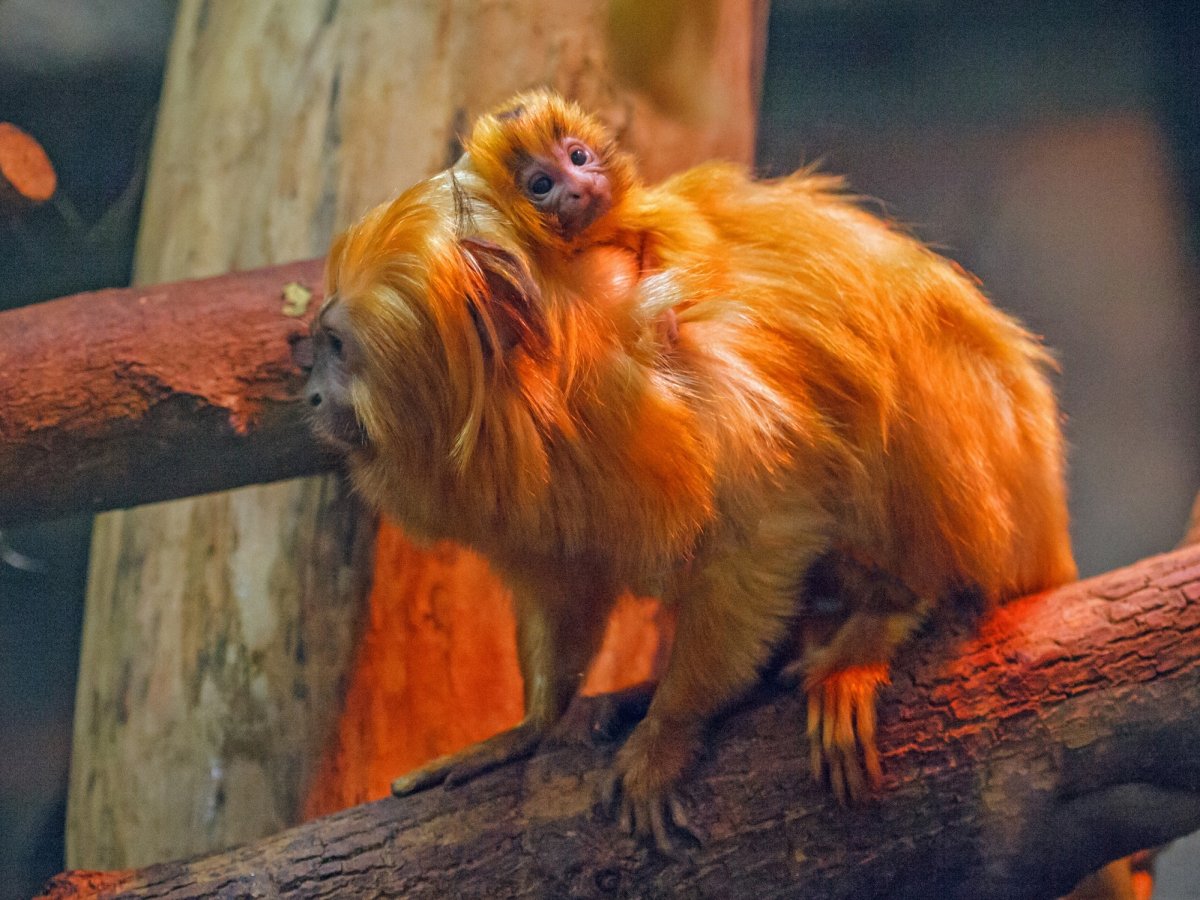 Золотистый львиный Тамарин Новосибирский зоопарк