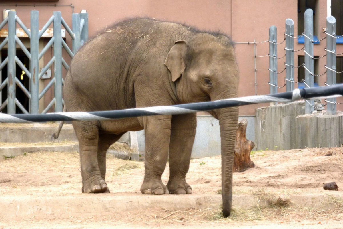 Животные из Московского зоопарка