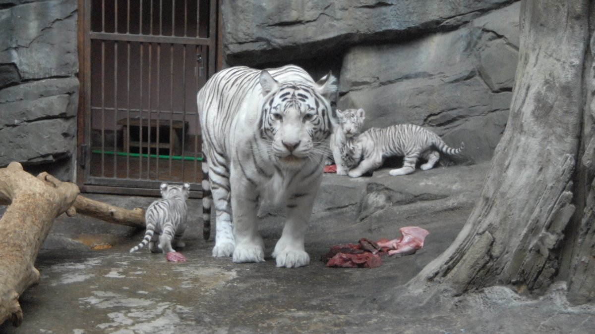 Московский зоопарк животных