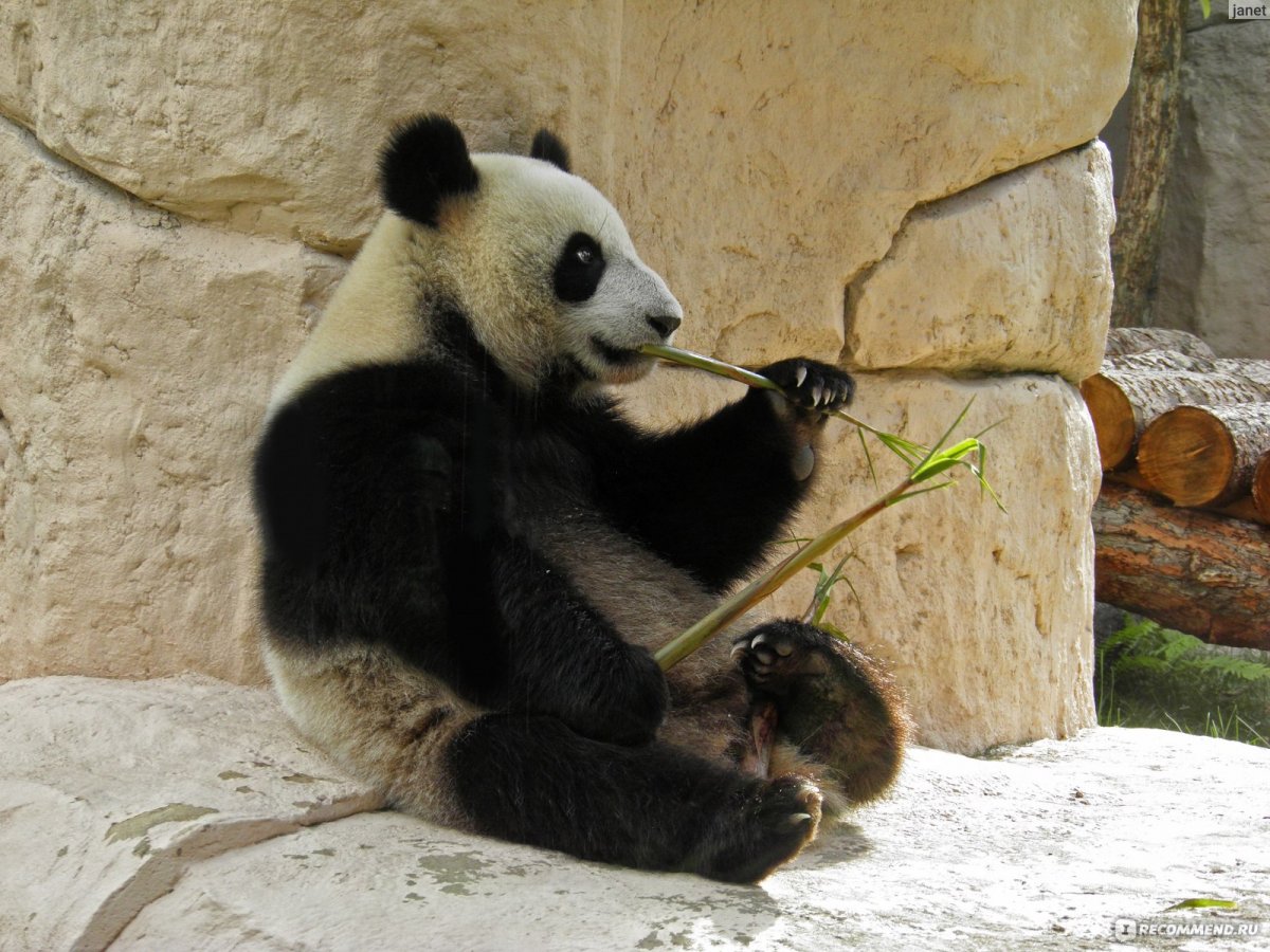 Кто есть в Московском зоопарке фото