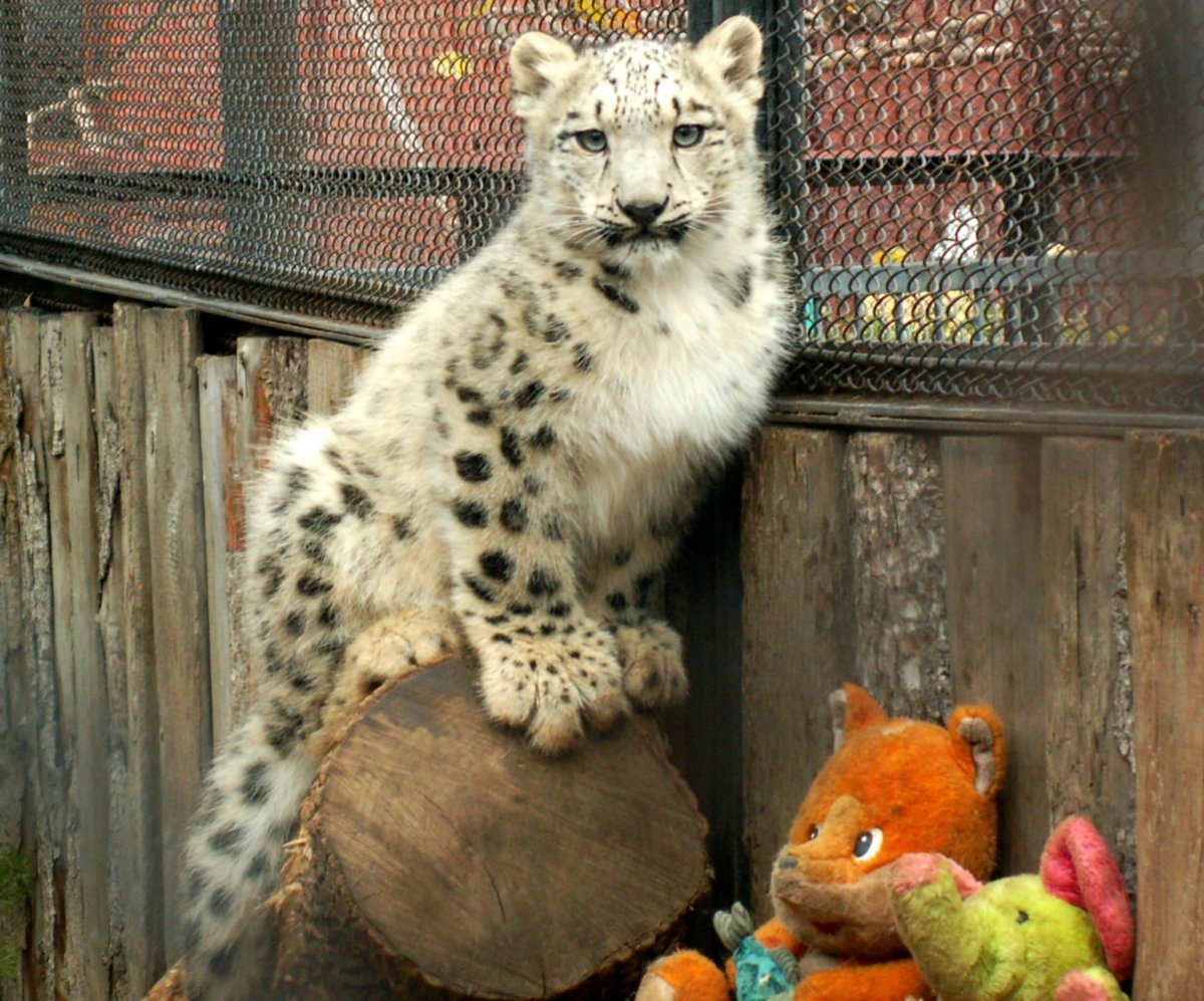 Зоопарк Пермь