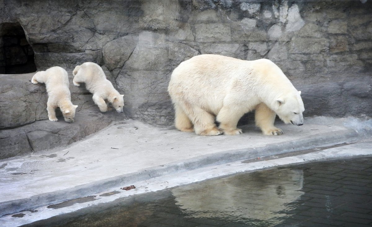 Московский зоопарк Москва животные