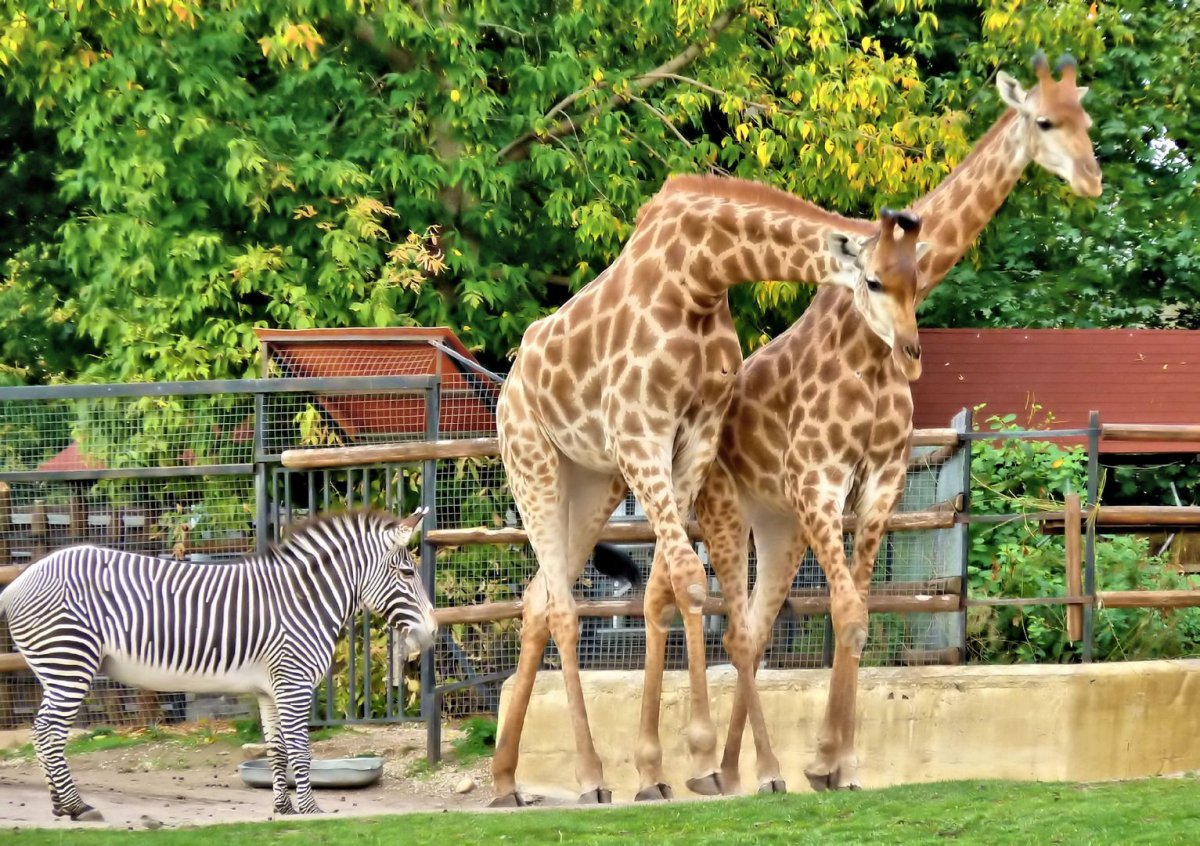 Звери в зоопарке