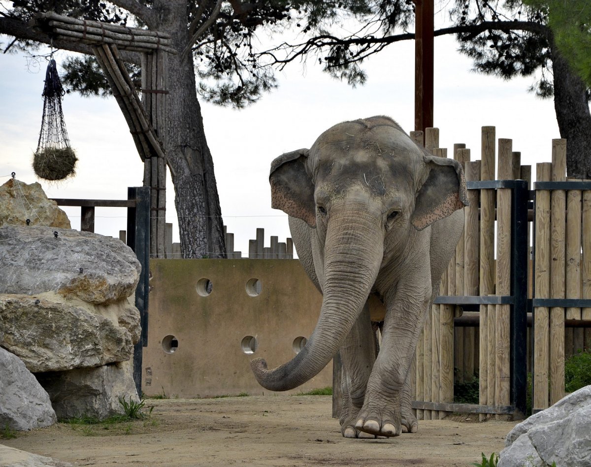 Лондонский зоопарк слон