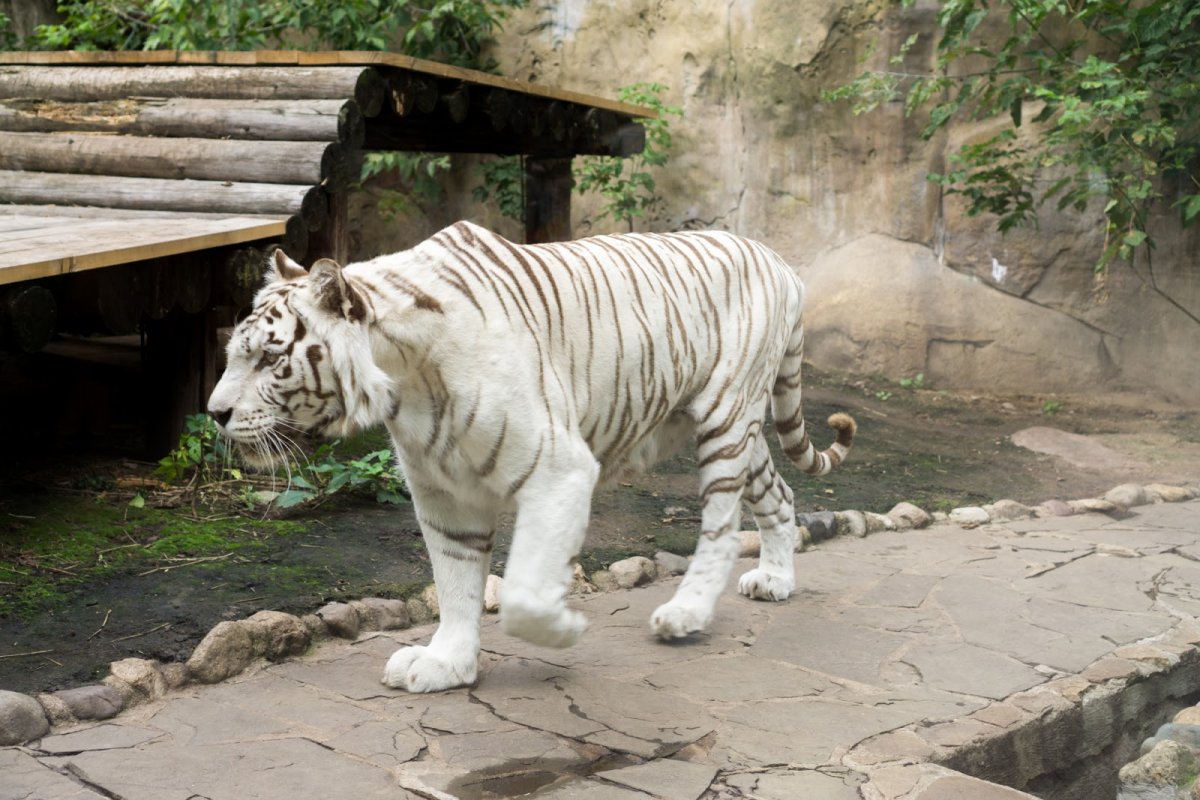 Зоосад Московского зоопарка