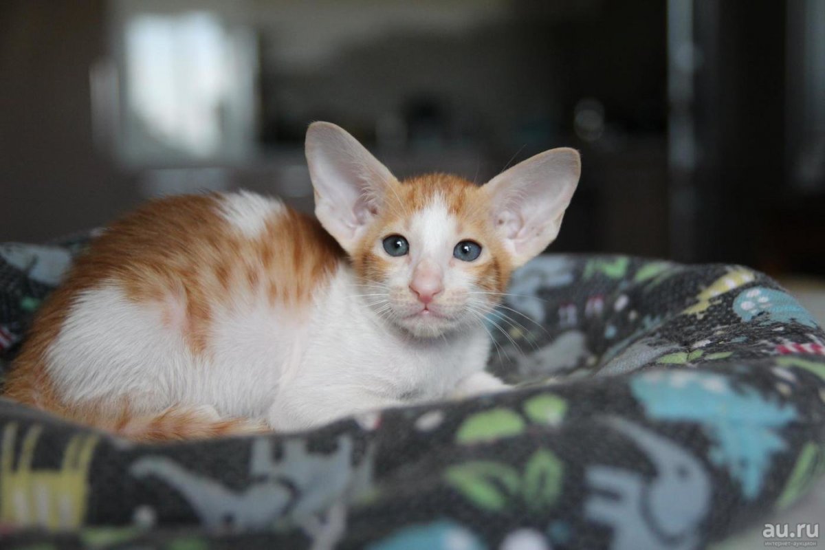 Ориентальная кошка Гавана