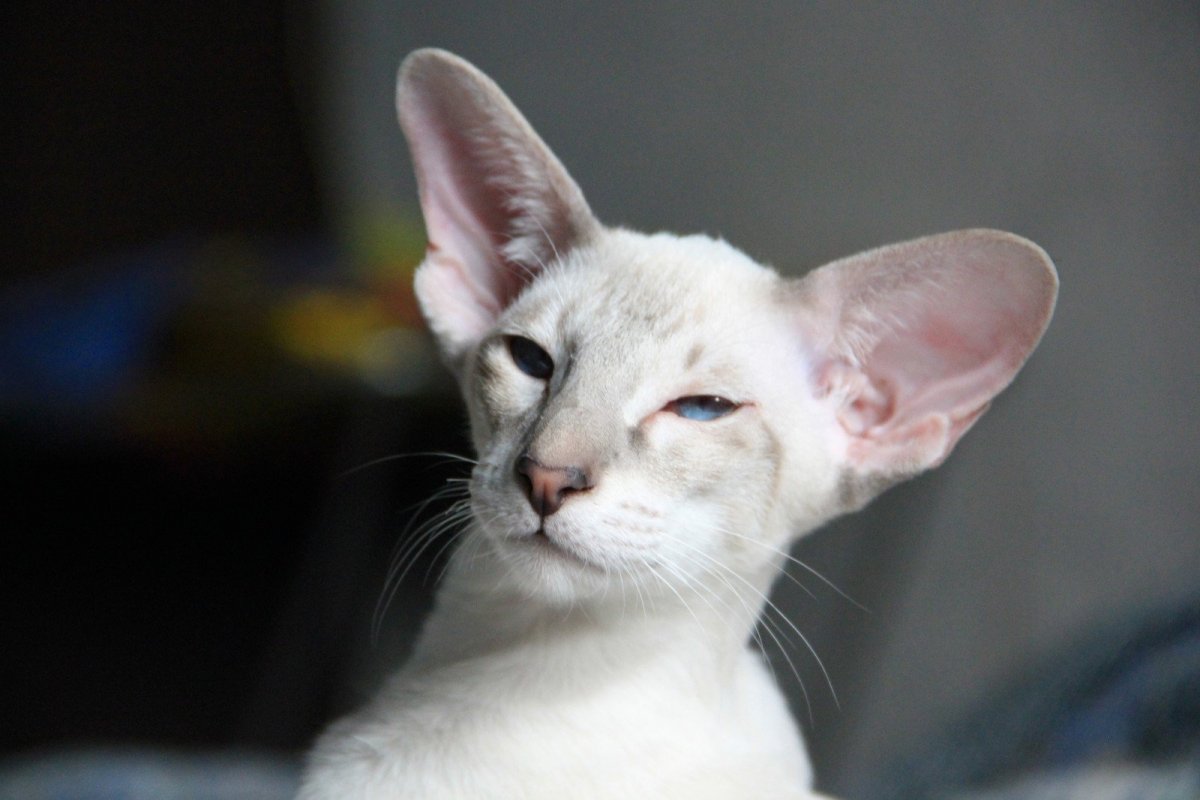 Ориентальная длинношерстная кошка