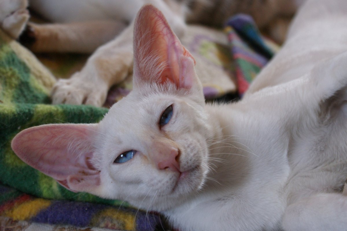 Всратые коты из одноклассников