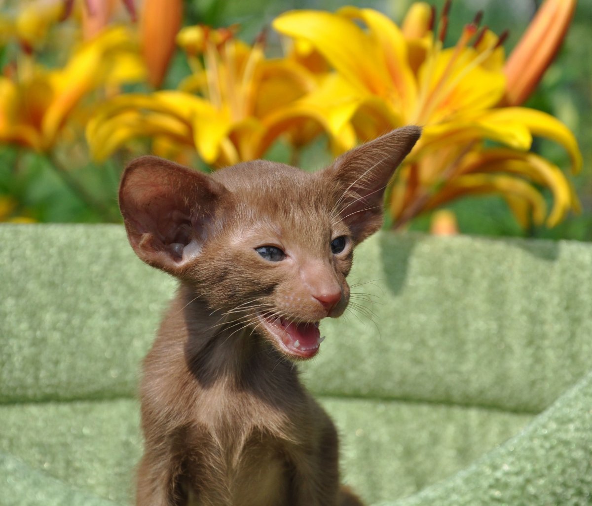 Жирный ориентальный кот