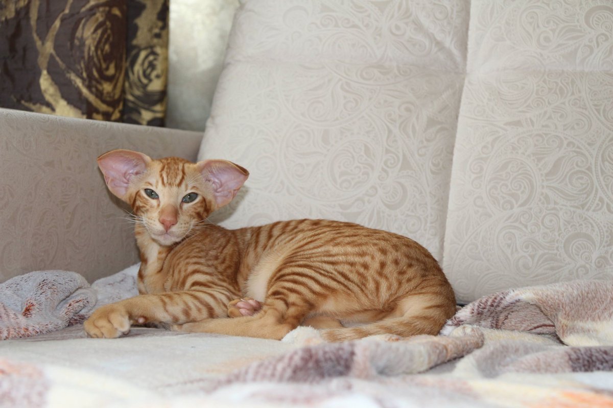 Ориентальная кошка экстремальная циннамон