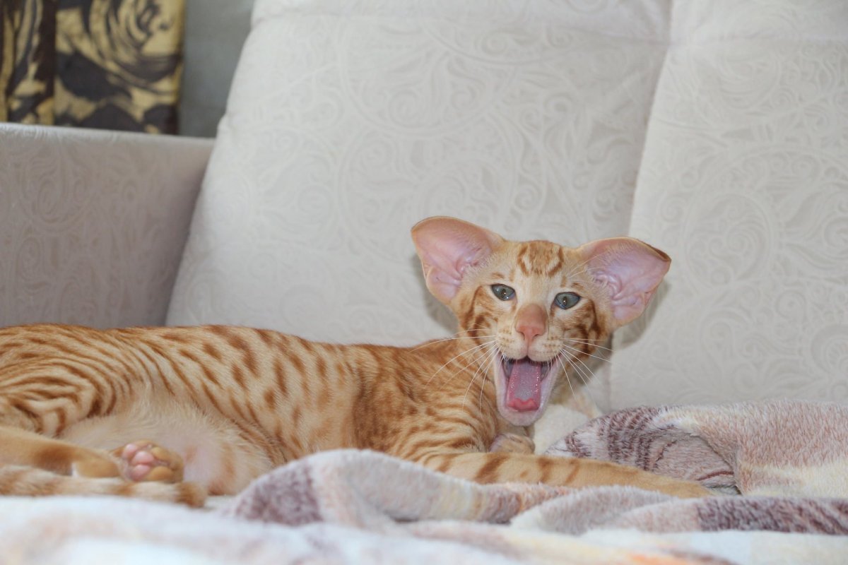 Ориентальная кошка рыжая