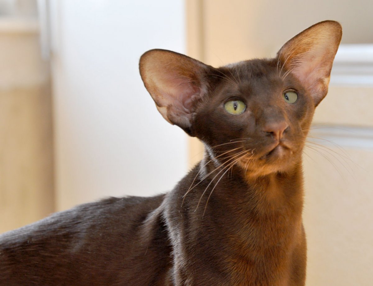 Ушастый кот Ориентал