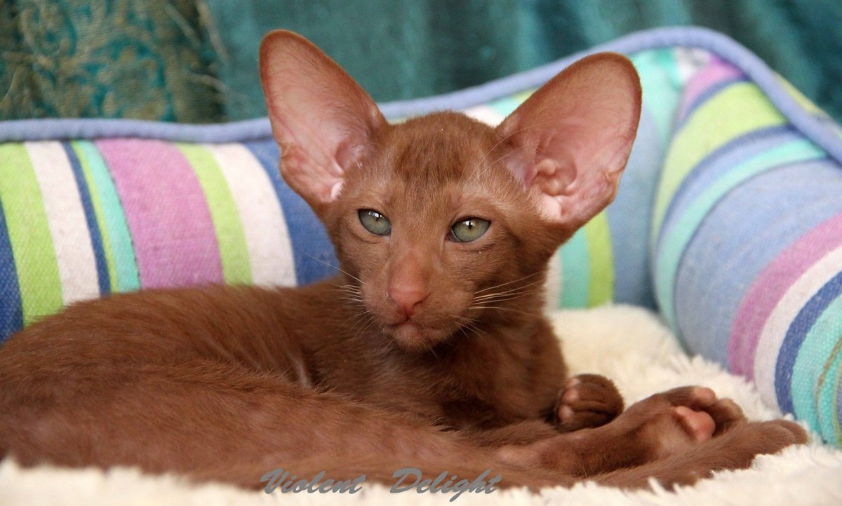 Ориентал Гавана