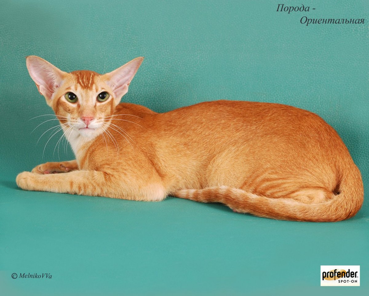 Петерболд Ориентал