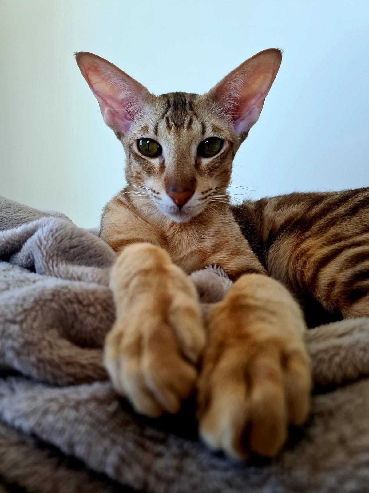 Ориентальная кошка Гавана