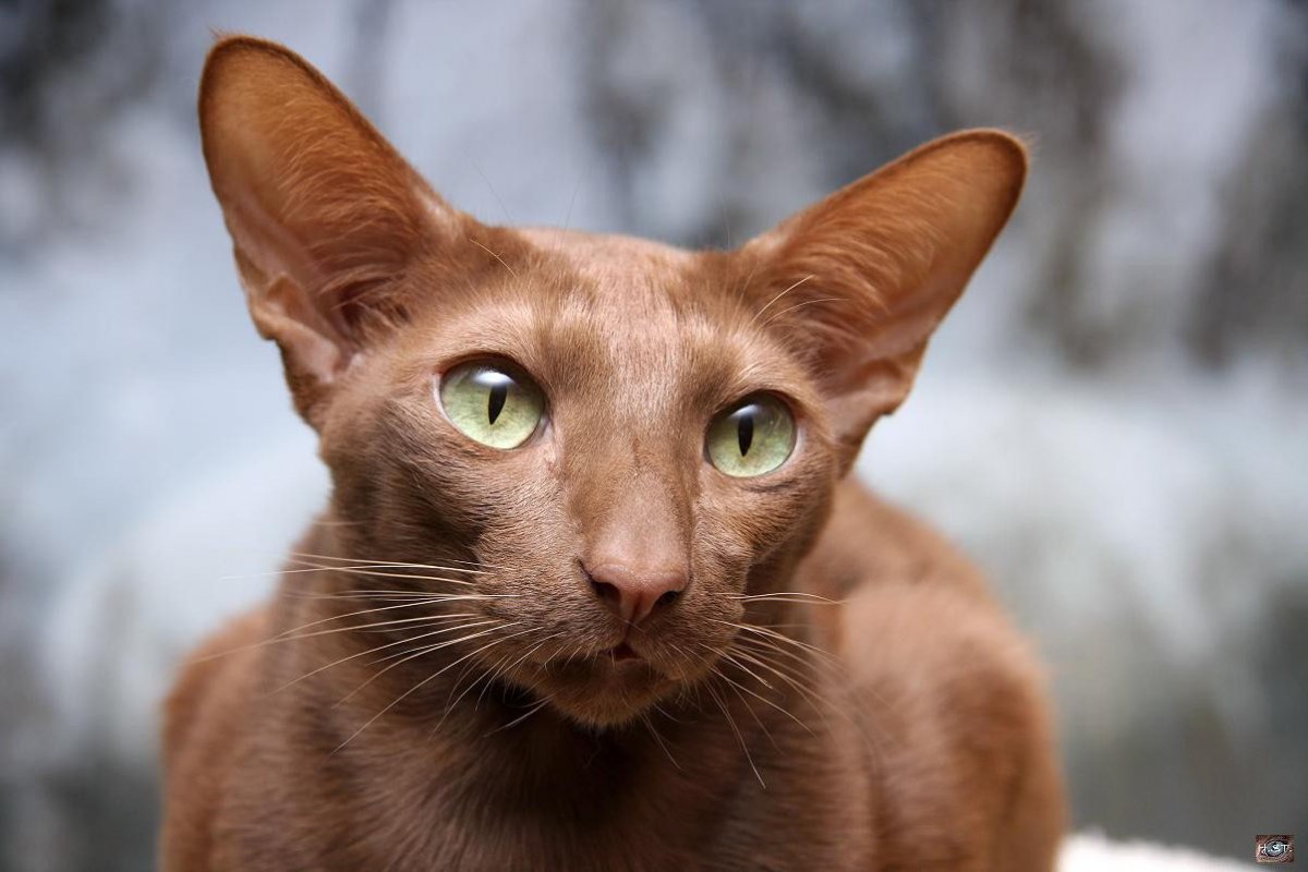 Ориентальная кошка белая экстремал