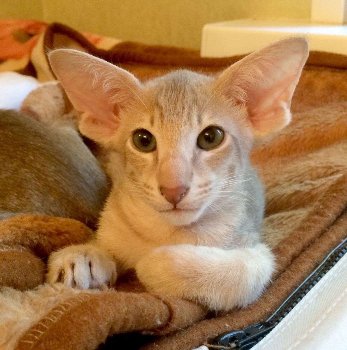 Ориентал рыжий Солид