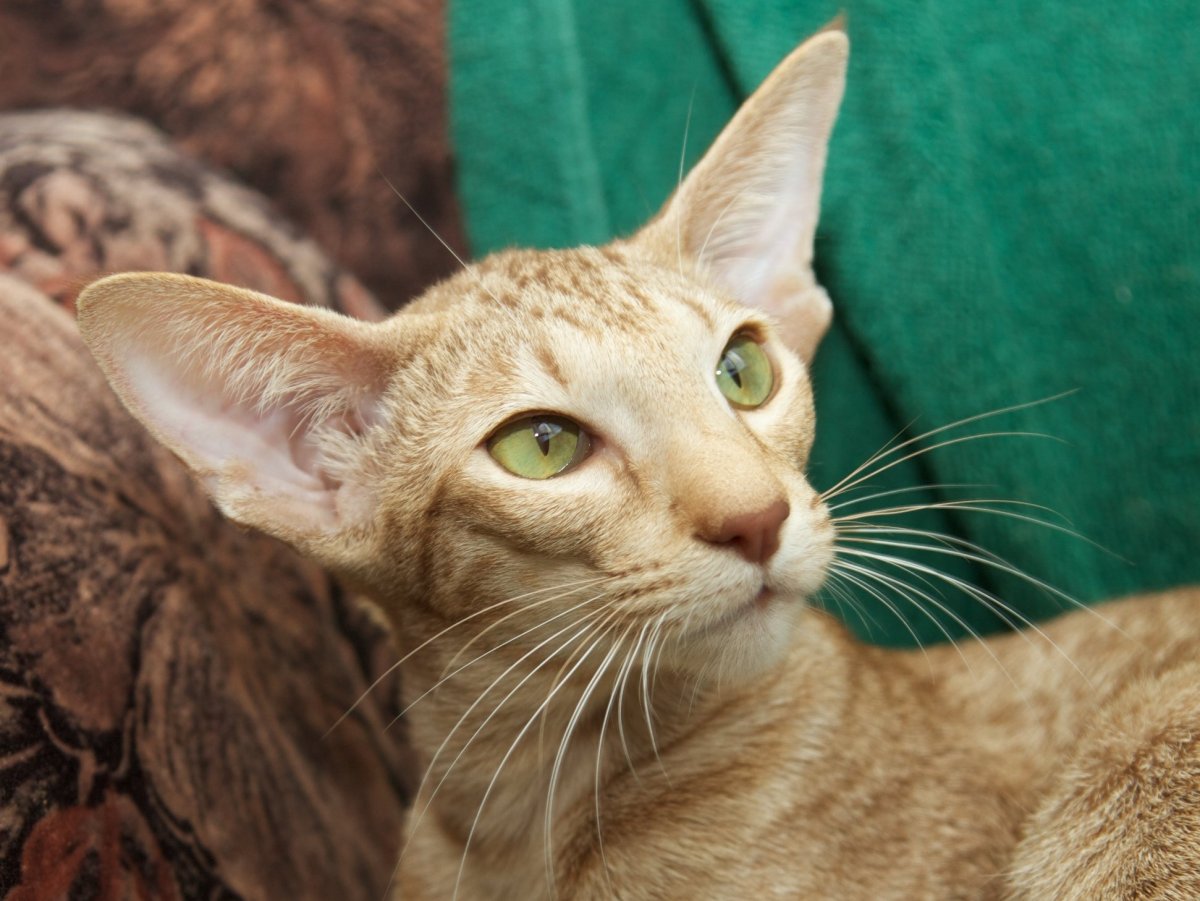 Ориентал Яванез рыжая