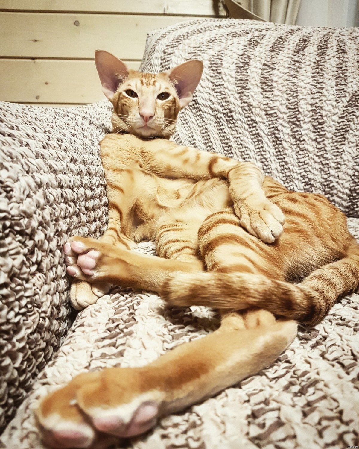 Яванез коты