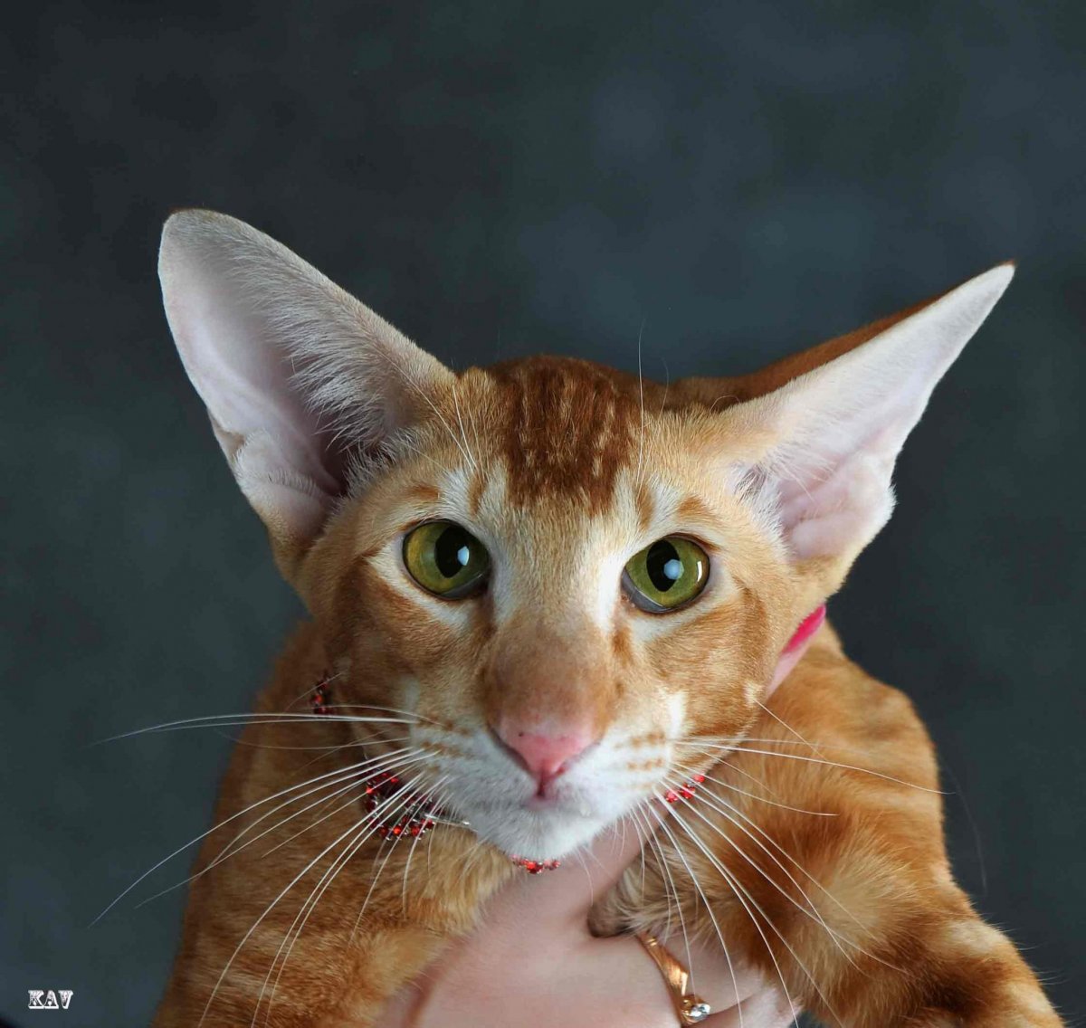 Ориентальная кошка рыжая