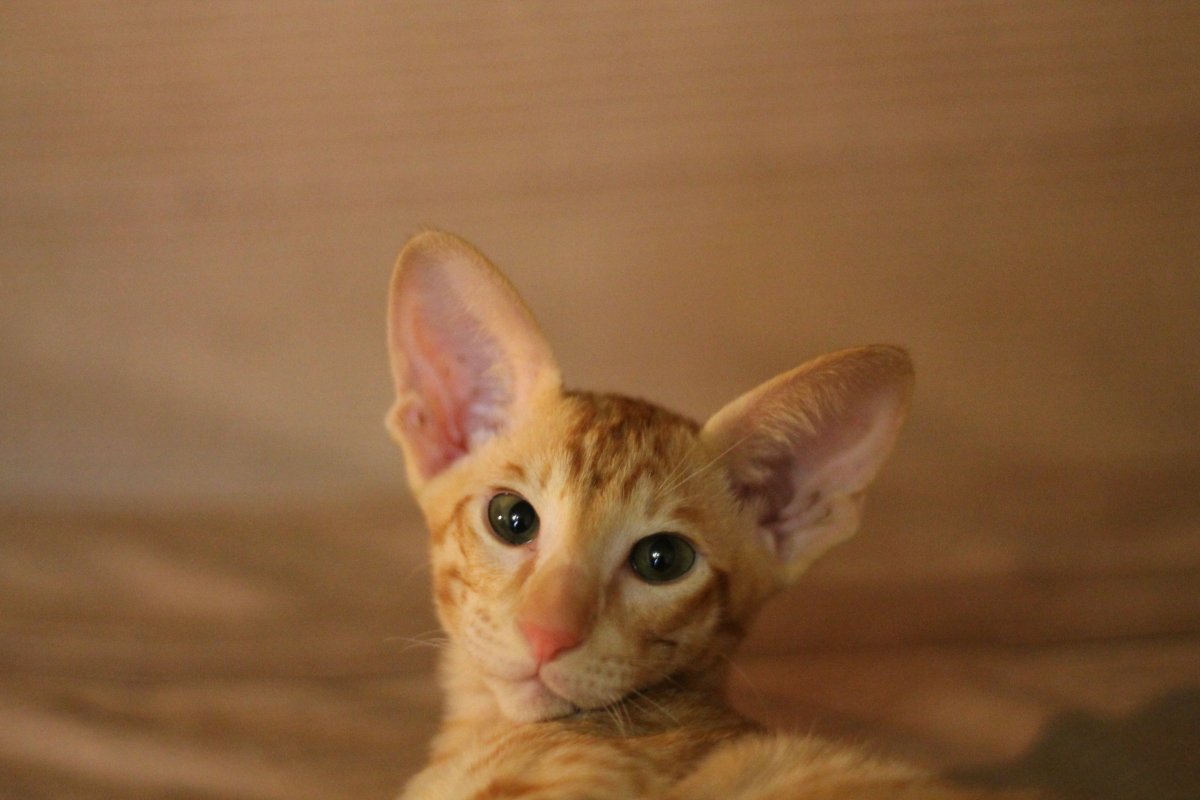 Кот Ориентал вампир