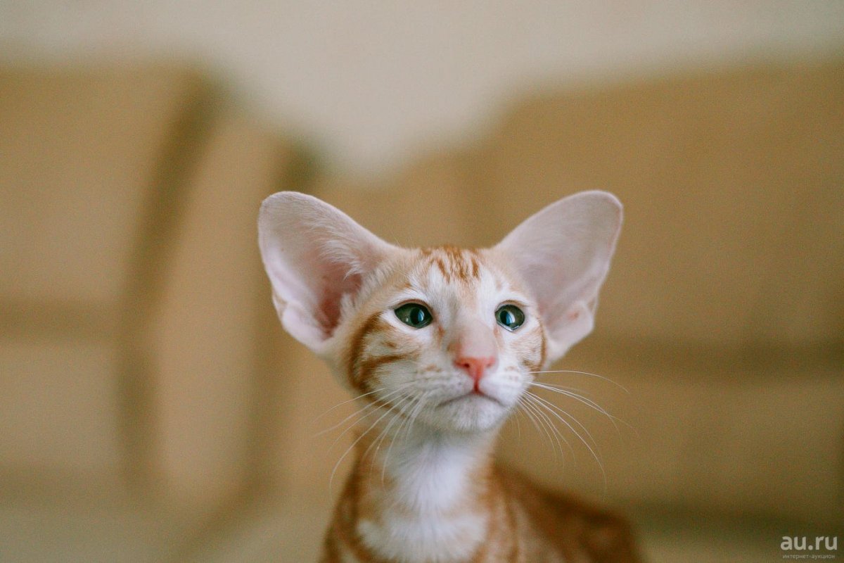 Ориентальная кошка рыжая