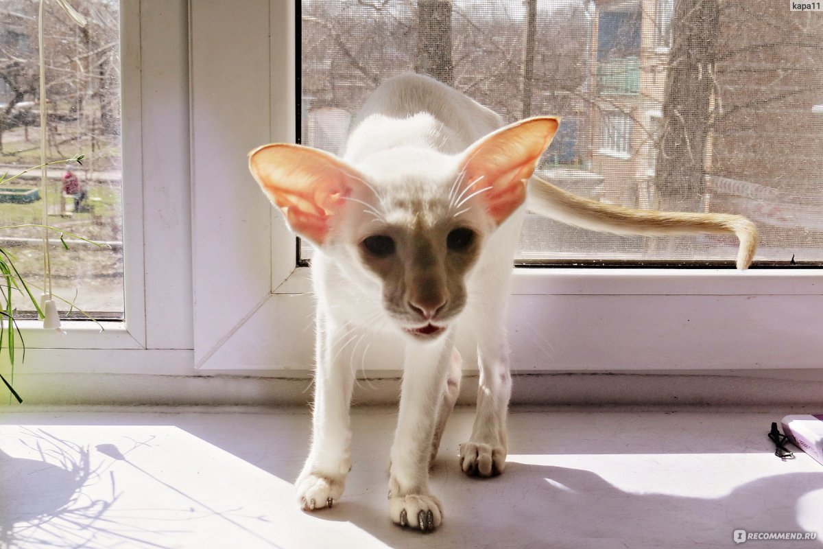 Ориентальная кошка вислоухая