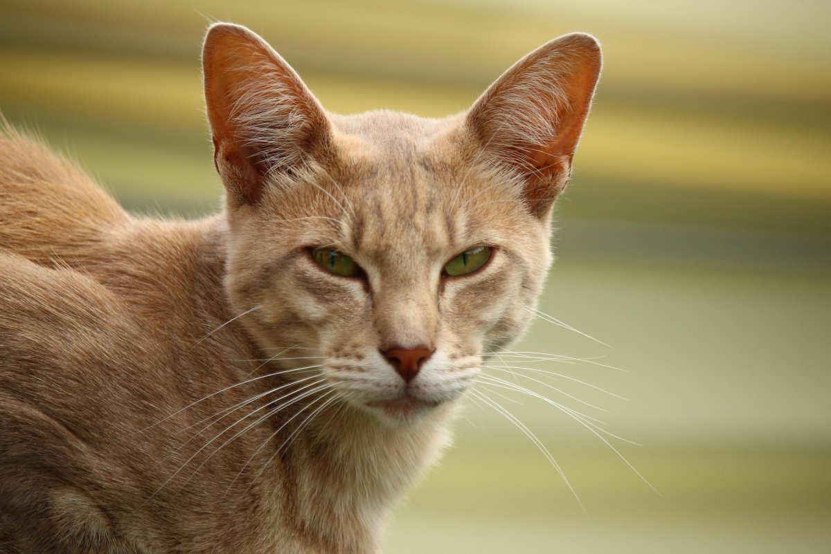 Ориентальная кошка черная