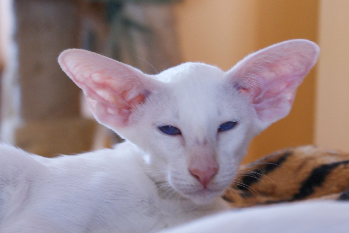 Жемчужный Ориентал