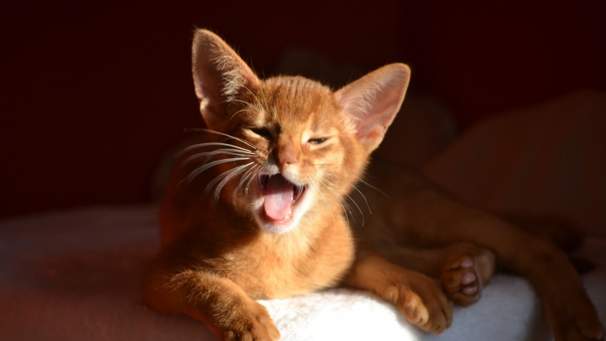 Ориентальная кошка рыжая