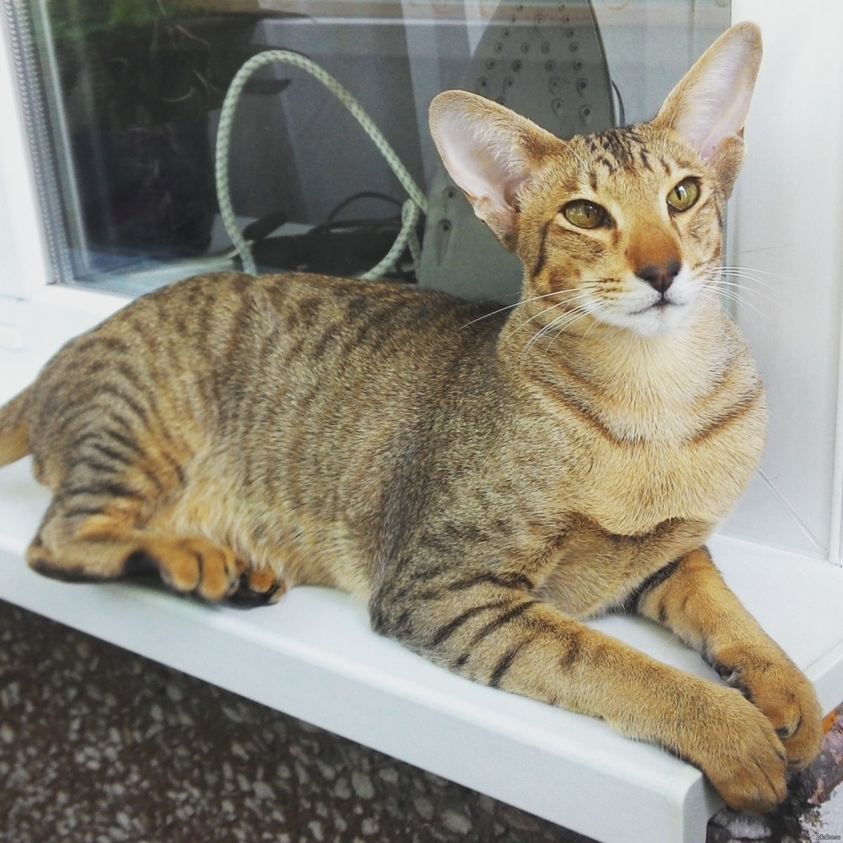 Ушастый кот порода Ориентал