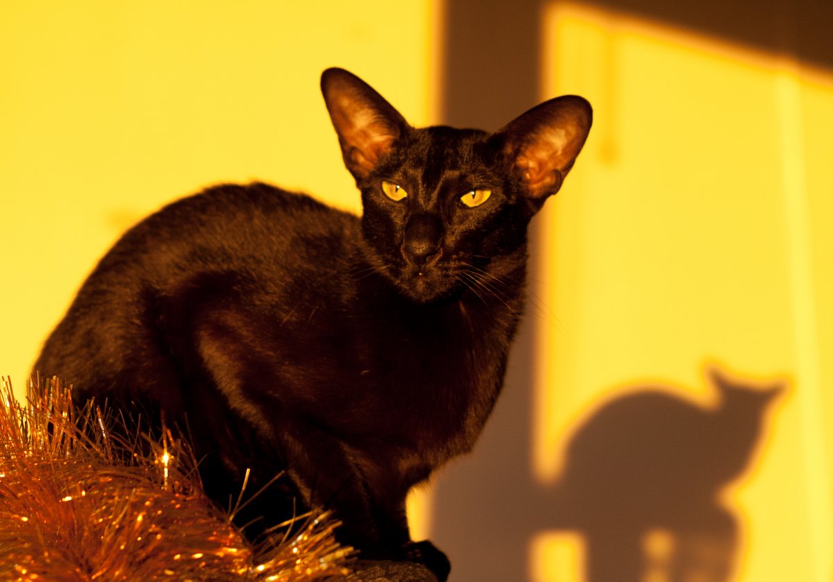 Ориентальная кошка белая