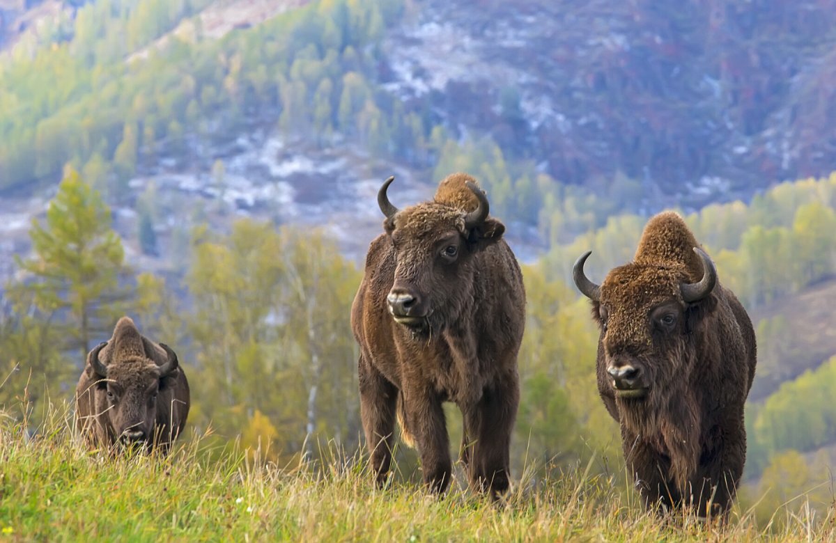 Тебердинский заповедник ЗУБР