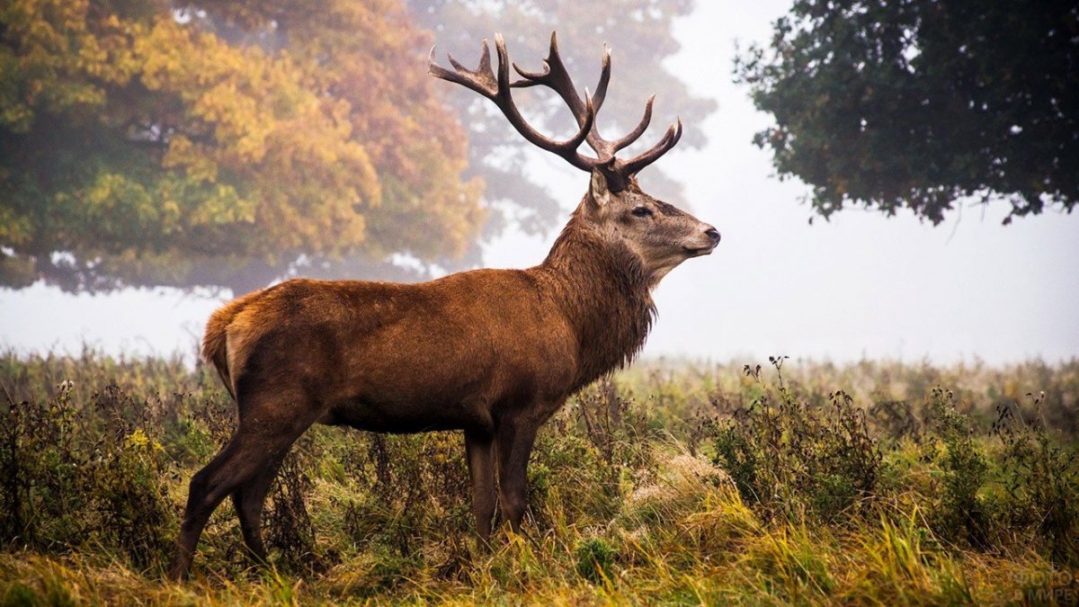 Благородный олень Рогач