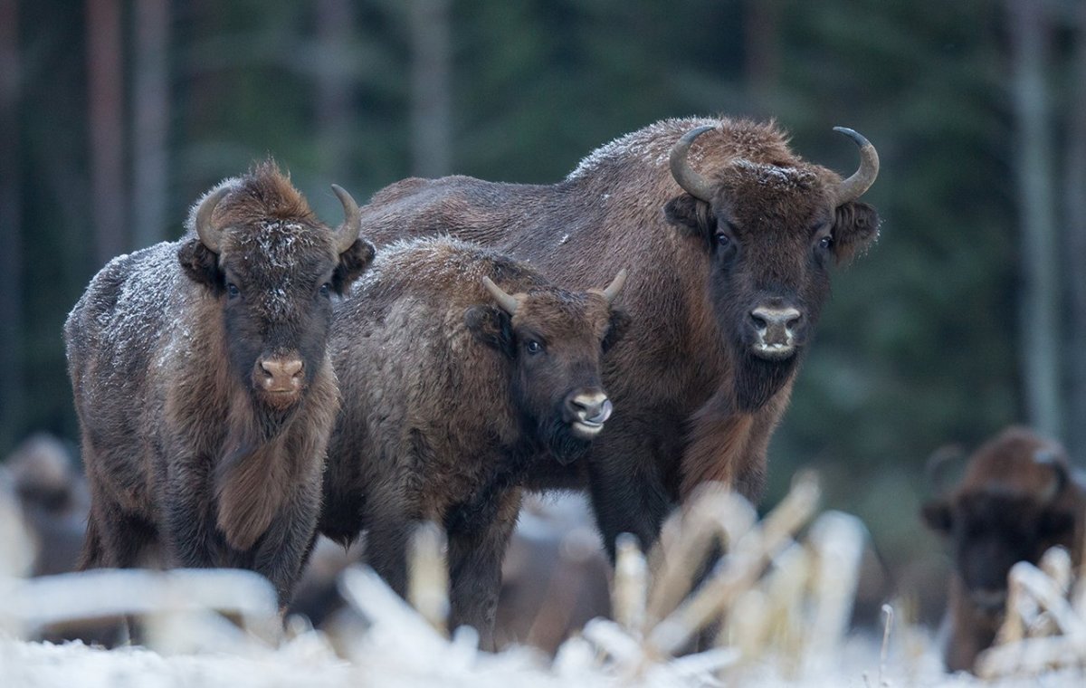 Беловежская пуща зубры заповедник